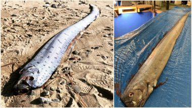 Is Doomsday Arriving? Sightings of Rare Oarfish in Japan Raises Fear of Natural Disaster Among Residents (View Pic)