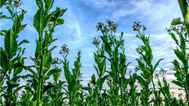 Tobacco Can Help Treat Diabetes, Stroke and Arthritis, Says New Study