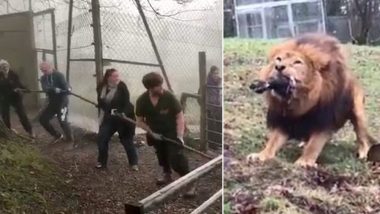 Zoo in England Slammed For Letting Visitors Play 'Tug of War' With Wild Tiger and Lion, Watch Videos