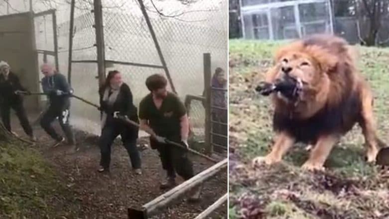 Zoo in England Slammed For Letting Visitors Play 'Tug of War' With Wild Tiger and Lion, Watch Videos Zoo in England Slammed For Letting Visitors Play 'Tug of War' With Wild Tiger and Lion, Watch Videos