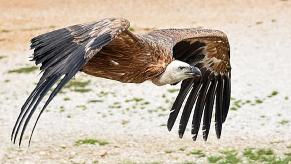 Bearded Vulture, Mia, Gets Titanium Bionic Leg Implant, Becomes World’s First Bird to Get a Prosthetic Foot