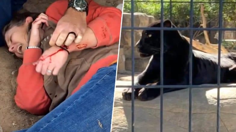 Jaguar Attacks Woman at Arizona Zoo As She Tries to Take Selfies With the Wild Animal, Video Goes Viral Jaguar Attacks Woman at Arizona Zoo As She Tries to Take Selfies With the Wild Animal, Video Goes Viral