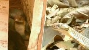 King Cobra Rescued From Karnataka's Mandagadde Village, Released Into the Forest (See Pictures)