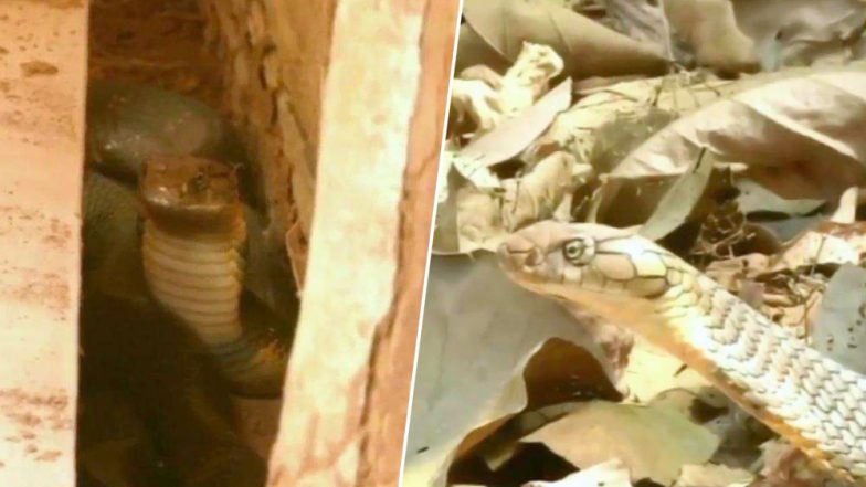 King Cobra Rescued From Karnataka's Mandagadde Village, Released Into the Forest (See Pictures)