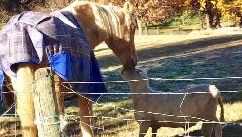 Cute Friendship of a Horse and a Ram Is Going Viral on Twitter for All the Right Reasons (Watch Videos) Cute Friendship of a Horse and a Ram Is Going Viral on Twitter for All the Right Reasons (Watch Videos)