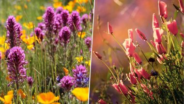 California Witnesses Super Bloom; Colourful Wildflowers Paint Desert Beautifully After Rains (See Pictures)