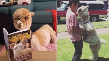 Alfie, The Alpaca is Instagram's Weekly Fluff, Check Cute Pics and Videos of This Rescued Farm Animal