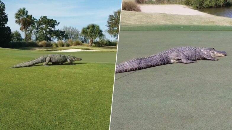 Giant Alligator Crawls Across Georgia's Savannah Golf Course Shocking ...