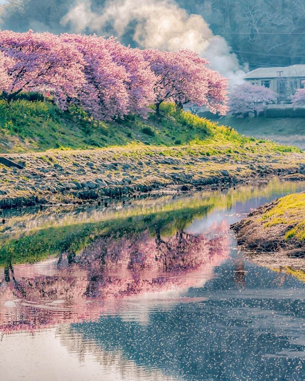 Cherry Blossoms reflection look like a beautiful painting. Cherry Blossoms reflection look like a beautiful painting.