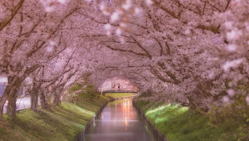 Cherry Blossoms forming a beautiful canopy over the water stream. Cherry Blossoms forming a beautiful canopy over the water stream.