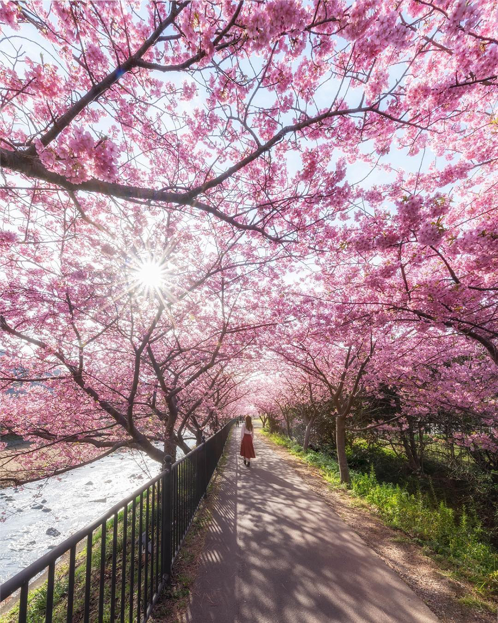 Cherry Blossoms in Japan Turns it Into a Pretty Magical Place Straight ...