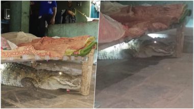 Gujarat Farmer Finds 8-Foot Long Crocodile Under His Bed, View Scary Pics!