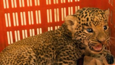 Leopard Cubs Reunited With Mothers After Being Rescued by Forest Department & Wildlife SOS in Maharashtra; See Pics