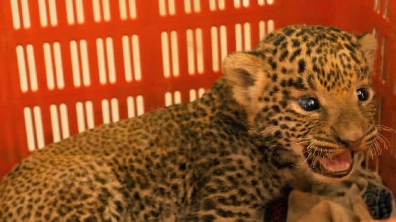 Leopard Cubs Reunited With Mothers After Being Rescued by Forest Department & Wildlife SOS in Maharashtra; See Pics Leopard Cubs Reunited With Mothers After Being Rescued by Forest Department & Wildlife SOS in Maharashtra; See Pics