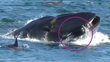 South African Diver Was Swallowed Alive By Whale But Miraculously Escaped (Watch Video)