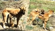 Dog Adopts Abandoned Baby Monkey in Madhya Pradesh Village, Cute Video Goes Viral