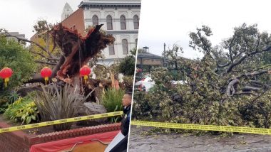 144-Year-Old Iconic Fig Tree at Historic Los Angeles Monument Falls After Recent Weather Change in California (See Pictures)