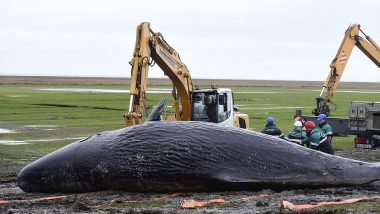 Dead Whale in Philippines Had 40kg of Plastic Trash in Stomach, Activists Calls It ‘Worst Case of Poisoning’