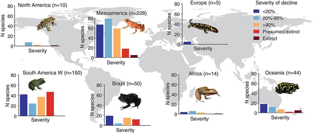 Amphibian Apocalypse: Skin Fungus Kills 100 Frog Species, Global ...