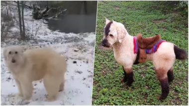 Is it a Dog, Polar Bear or a Horse? Pet Groomer Styles Her Poodle into Different Animals! (Watch Amusing Pics & Video)