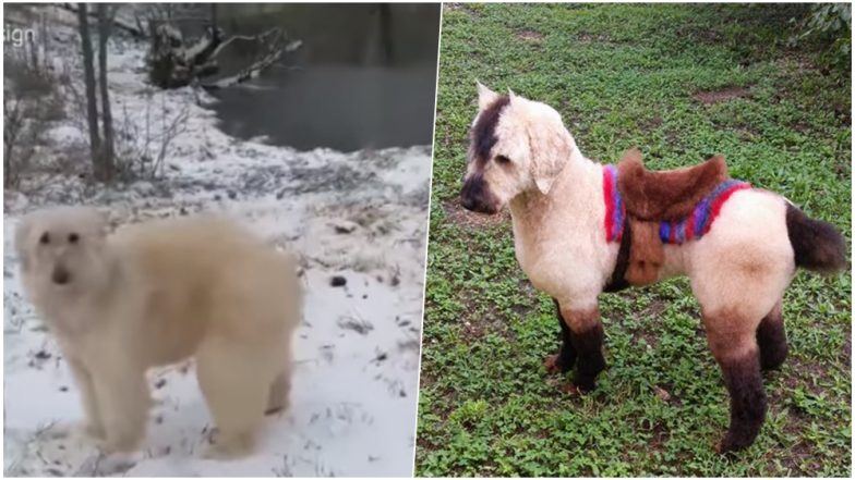Is it a Dog, Polar Bear or a Horse? Pet Groomer Styles Her Poodle into Different Animals! (Watch Amusing Pics & Video)