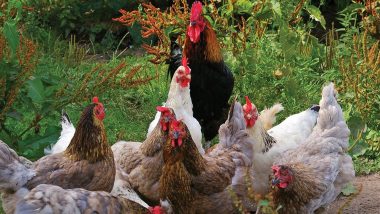 Chickens Gang up And Kill a Fox at a Farm in Brittany, France