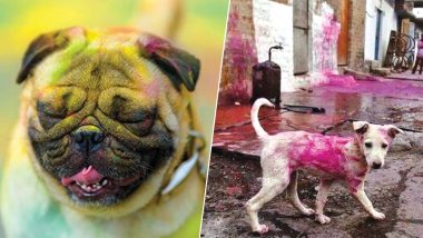 Holi 2019: The Colour of Festivals is Not For Stray Dogs and Pets! Keep Animals Away From The Festival of Colours
