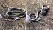 Python Eating a Rat Is Suddenly Attacked by an Intruder- Dramatic Snake Fight With a Surprising End Will Blow Your Mind! (Watch Viral Video)