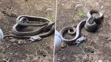 Python Eating a Rat Is Suddenly Attacked by an Intruder- Dramatic Snake Fight With a Surprising End Will Blow Your Mind! (Watch Viral Video)