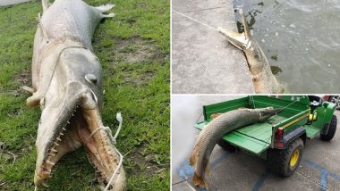 Huge Alligator Gar Weighing 100lbs Found Dead in a New Orleans Lake After a Horrible Smell Engulfed the Area
