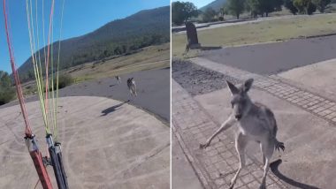Kangaroo Attacks a Paraglider After Immediately Landing in Their Territory, Watch Funny Viral Video