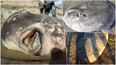 Rare 7-Foot Hoodwinker Fish Washes on a California Beach, Scientists Baffled; View Pics