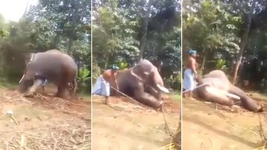 Elephant Beaten Mercilessly With Sticks in Kerala, Shocking Video Goes Viral