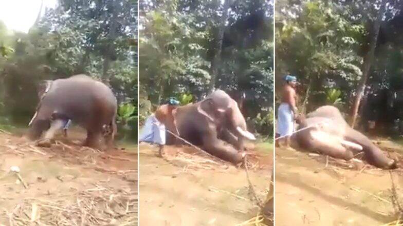 Elephant Beaten Mercilessly With Sticks in Kerala, Shocking Video Goes Viral Elephant Beaten Mercilessly With Sticks in Kerala, Shocking Video Goes Viral