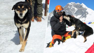 Nepalese Stray Dog Creates Record by Climbing Himalayan Mountain Along With Expedition Team (See Pictures)