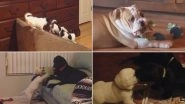 National Puppy Day 2019: Watch Funny Videos of Cute Puppies to Brighten Up Your Weekend