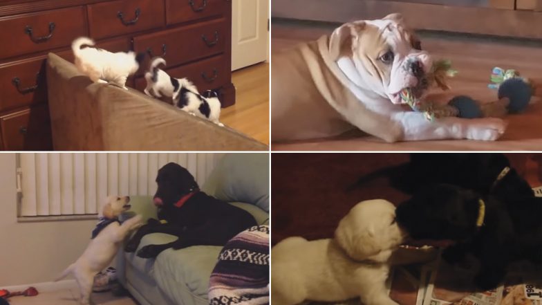 National Puppy Day 2019: Watch Funny Videos of Cute Puppies to Brighten Up Your Weekend