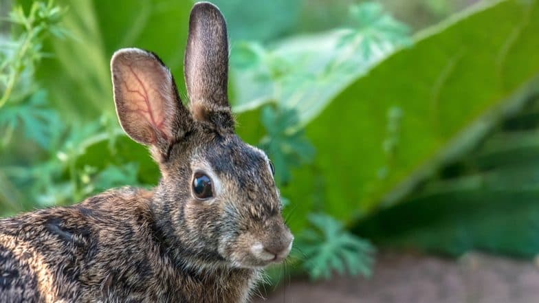 Rabbit Undergoes Surgery in Mumbai, 500-Gram Tumour Removed From Its Chest Rabbit Undergoes Surgery in Mumbai, 500-Gram Tumour Removed From Its Chest