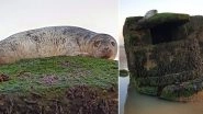 Seal Stuck on Second World War Pillbox at Yorkshire Beach Gets Rescued (See Pictures)