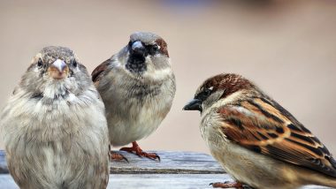 World Sparrow Day 2020: Date, History And Significance of Day to Raise Awareness About Sparrows