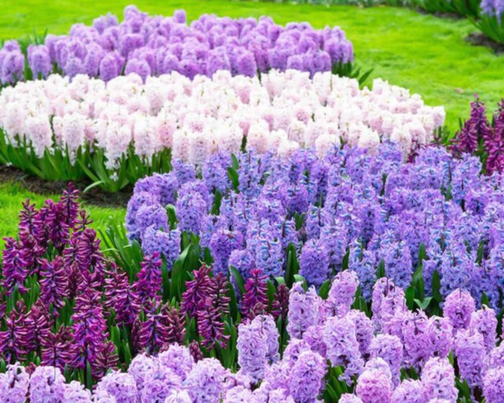 Different shades of purple hyacinth flowers adding more colours to spring. Different shades of purple hyacinth flowers adding more colours to spring.