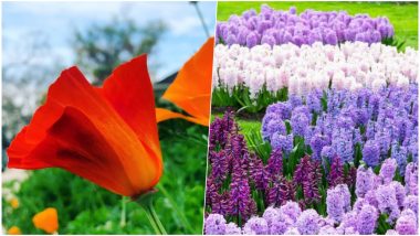 Spring Equinox 2019: Beautiful Pictures of Flowers Blooming From Around The World