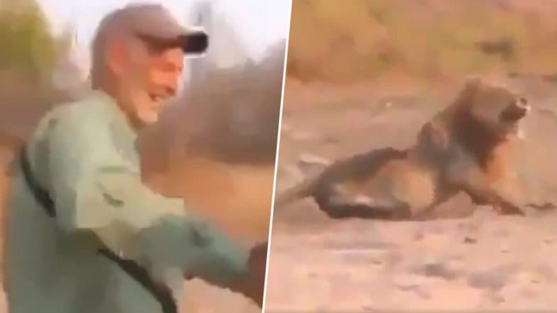 Video of Man Hunting Sleeping Lion Goes Viral, Social Media Users Condemn 'Cowardly' Act of Trophy Hunting Video of Man Hunting Sleeping Lion Goes Viral, Social Media Users Condemn 'Cowardly' Act of Trophy Hunting