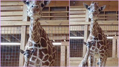 April the Giraffe Giving Birth to a Calf Was Live-Streamed With 3 Lakh Fans! (Watch Cute Video)