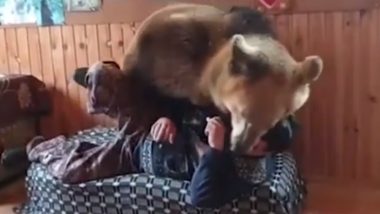 Bear & Owner Battle Over Favourite Spot on the Couch; Watch Adorable Video
