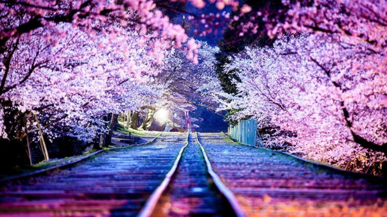 Japan to Celebrate Sakura Day Early This Year? Cherry Blossom 2019 Blooms in Tokyo & People Can’t Keep Calm (View Beautiful Pics)