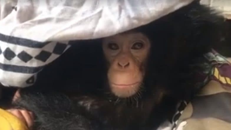 Baby Chimpanzee Hides Under Blanket After Seeing Her Mum Getting Killed by Poachers; Watch Heart-Breaking Video Baby Chimpanzee Hides Under Blanket After Seeing Her Mum Getting Killed by Poachers; Watch Heart-Breaking Video