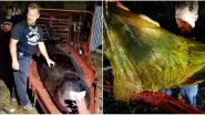 Philippines: Whale Died From 'Gastric Shock' After Eating 40 Kgs of Plastic Bags