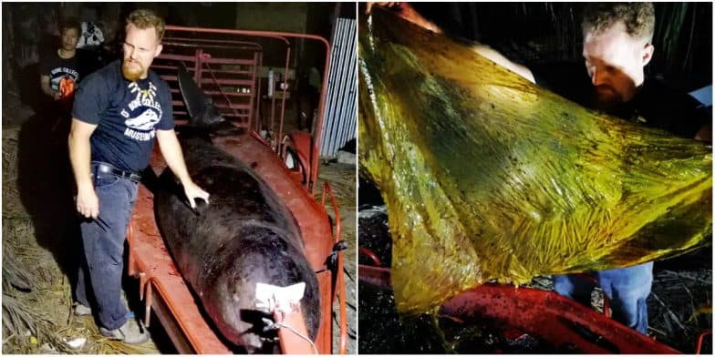 Philippines: Whale Died From 'Gastric Shock' After Eating 40 Kgs of Plastic Bags Philippines: Whale Died From 'Gastric Shock' After Eating 40 Kgs of Plastic Bags