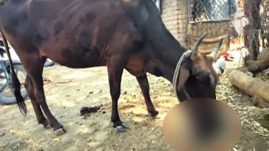 Cow Eats 'Chicken Dinner' in Maharashtra! Watch Viral Video